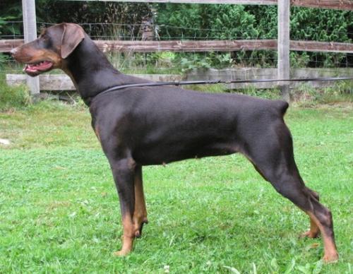 Djushka Wot a Thriller | Brown Doberman Pinscher