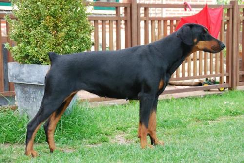 Diorissimo Wot a Thriller | Black Doberman Pinscher