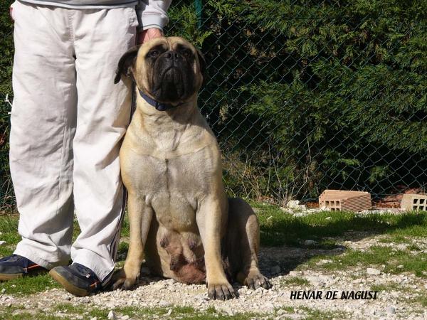 HENAR DE NAGUSI | Bullmastiff 