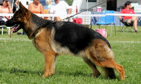 Molly av Røstadgården | German Shepherd Dog 