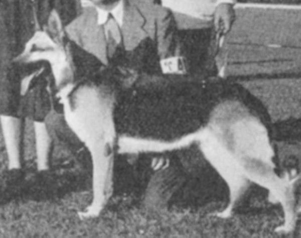 Giralda's Zenia | German Shepherd Dog 