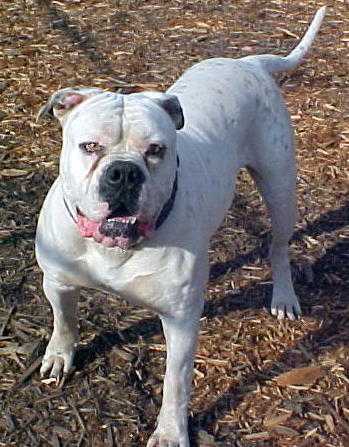 VooDoo's Shango the Destroyer of BH PH-0.41/0.41 | Olde English Bulldogge 