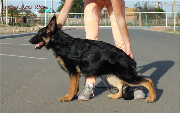 Grand Astra Prima | German Shepherd Dog 