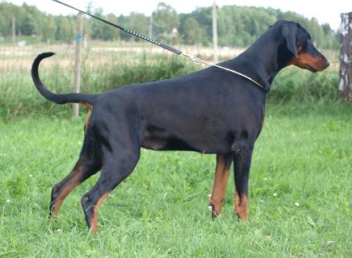 True North Blaise T Dobgun | Black Doberman Pinscher