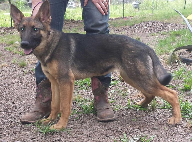 Ioreksons Funanya | German Shepherd Dog 