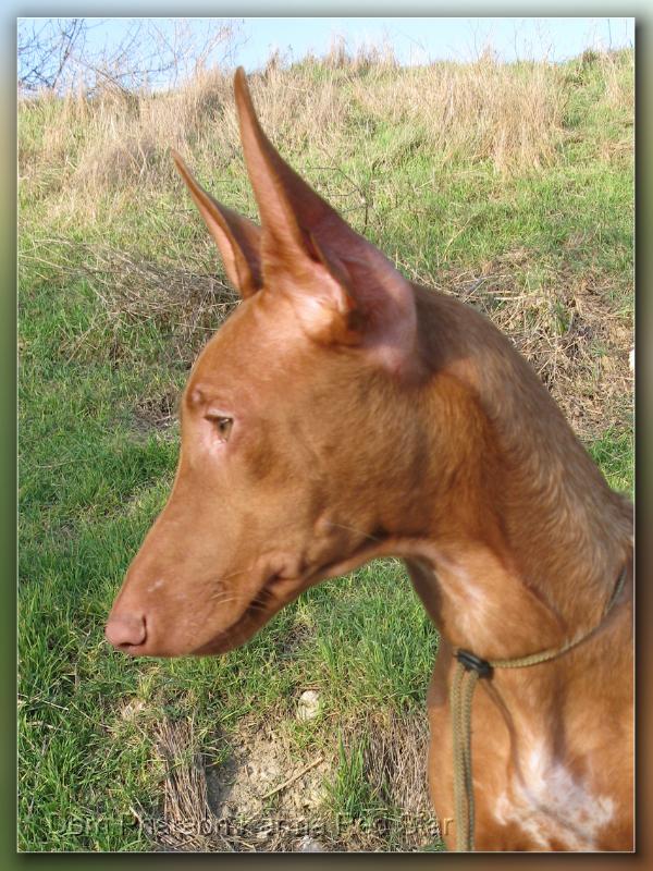 Dom Pharaon Karma Red Star | Pharaoh Hound 