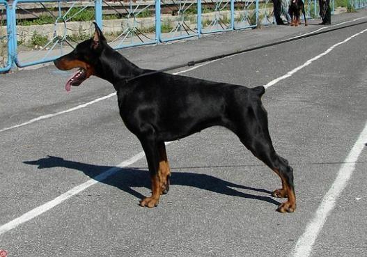 Koppod'Oro Snowbaby Shantel | Black Doberman Pinscher