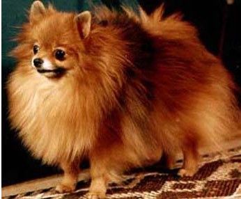 FAUSTUS SARMACJA | Pomeranian 