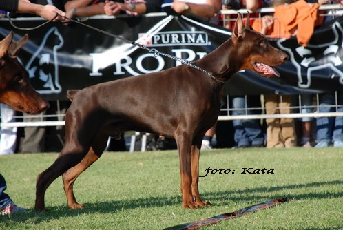 Cliff Lazodobi | Brown Doberman Pinscher