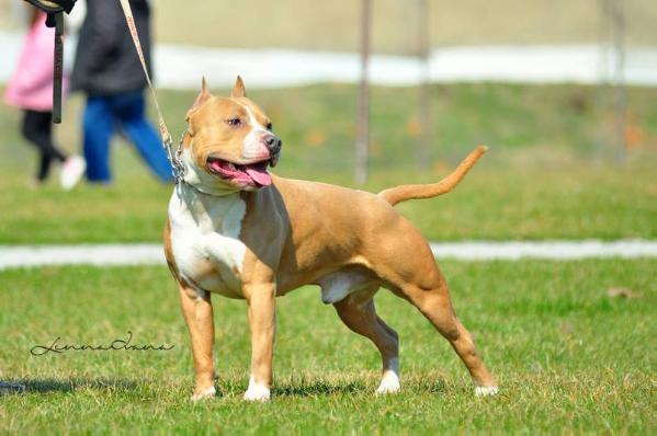DOC HOLIDAY from RUSSIA with Love | American Staffordshire Terrier 