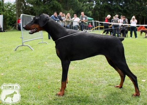 Havoc Moravia Heart | Black Doberman Pinscher