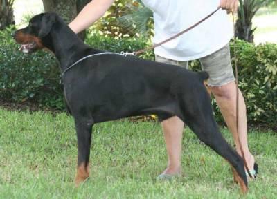 Bell'Lavoros Primo Tempesta | Black Doberman Pinscher