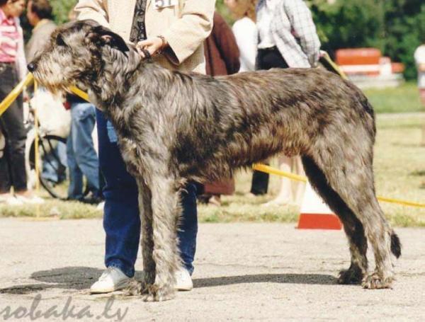 Mucha Moor's Paulchen | Irish Wolfhound 