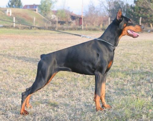 Mona di Altobello | Black Doberman Pinscher