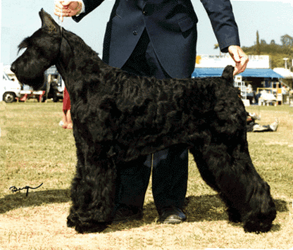 Skansen's Handsome Stranger | Giant Schnauzer 