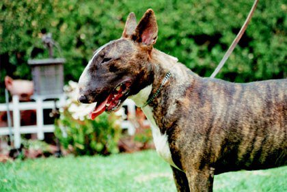 Hubert's Donatello | Bull Terrier 