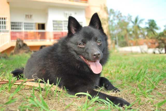 Ilouna du Dragon Rouge de Jupiter | Schipperke 