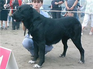 Chana iz Aleksandrovoj slobody | Central Asian Shepherd Dog 