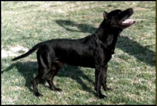 Paragon's Lucre of Chegra | American Staffordshire Terrier 