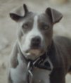 Turpin's Amber Blu | American Pit Bull Terrier 