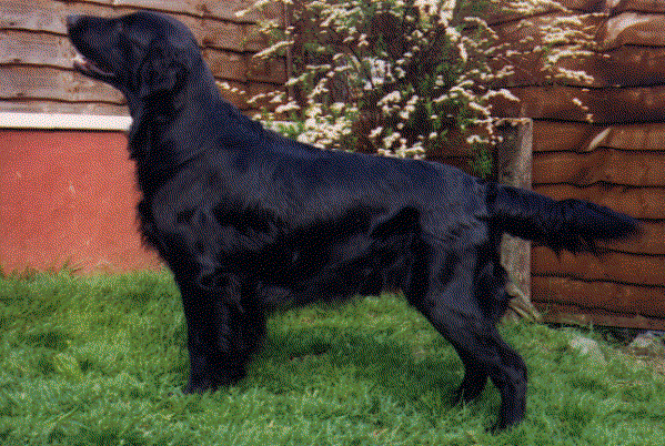 Branchalwood Strathfinnan | Flat-Coated Retriever 