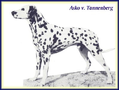 Asko von Tannenberg | Dalmatian 