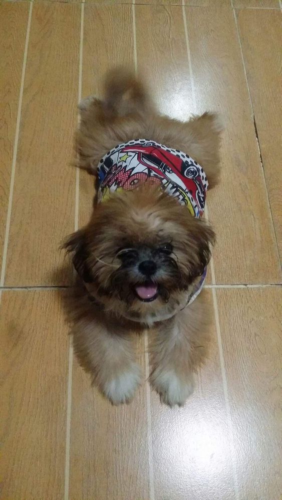 Khelly's Maxine | Shih Tzu 