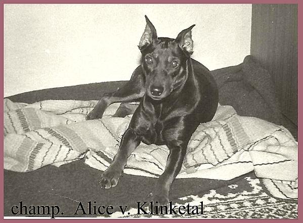 ALICE vom Klinketal | German Pinscher 