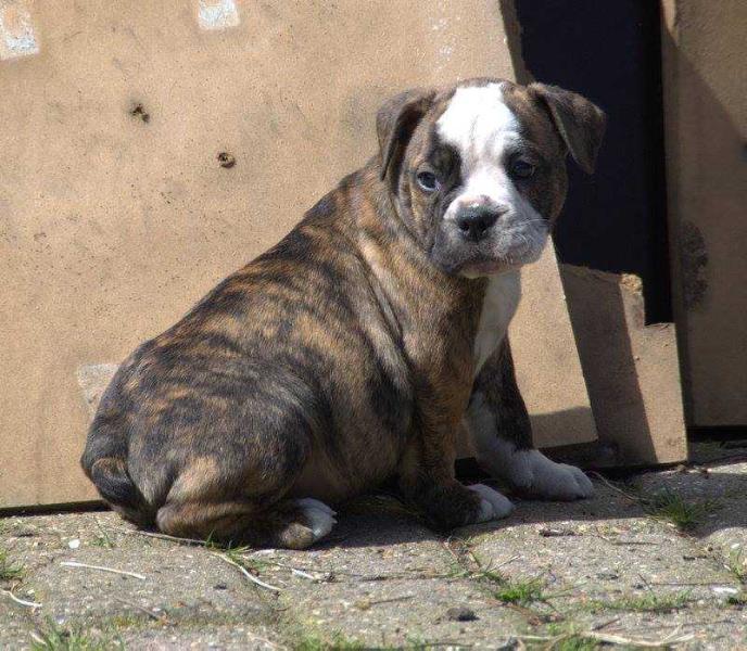 Catobulls Manfred | Olde English Bulldogge 