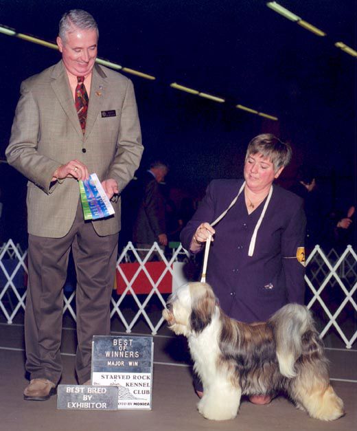 CEDAR C ALMOST AN ANGEL | Tibetan Terrier 