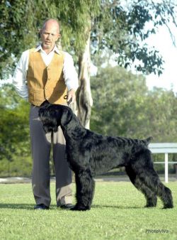 Refrain All-Star | Giant Schnauzer 