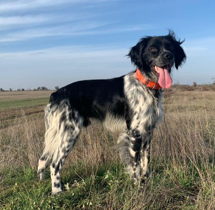ONYX BONN | Brittany 