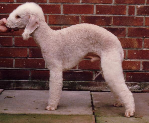 Stanolly Sunny Romero CH | Bedlington Terrier 