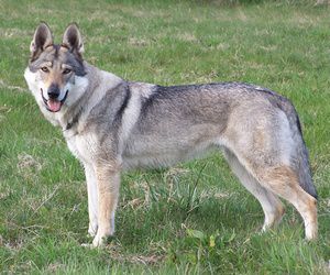 Dina Doubravka z Vlcí Chaloupky | Czechoslovakian Wolfdog 