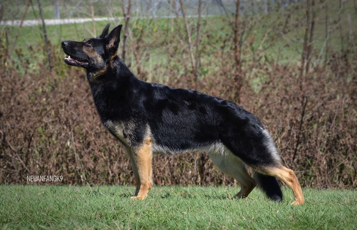 Ceres von der Dreistigkeit | German Shepherd Dog 