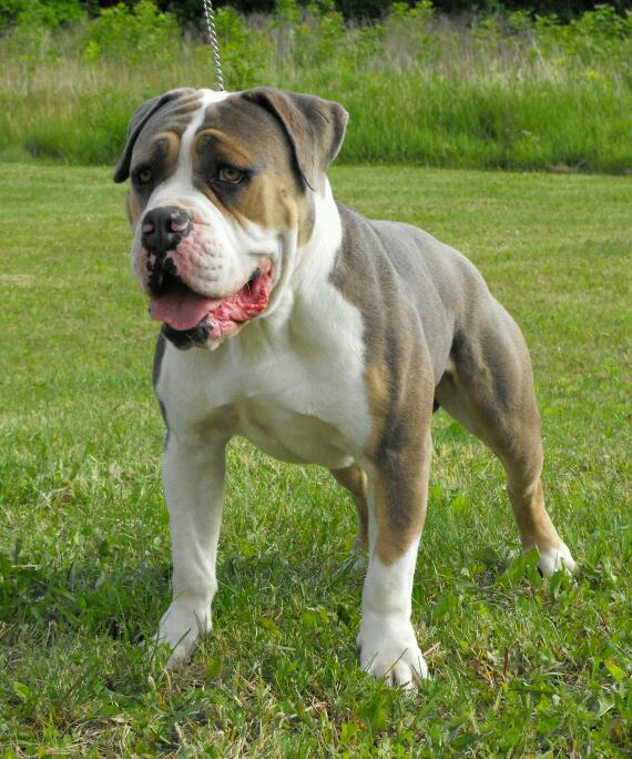 Tenacious B Kennel's Dublin | Olde English Bulldogge 