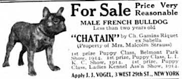 Chatain | French Bulldog 