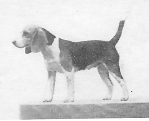 Culver's Charmac Judy | Beagle 