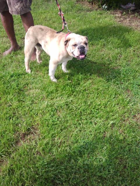 Bennet's Q | Olde English Bulldogge 