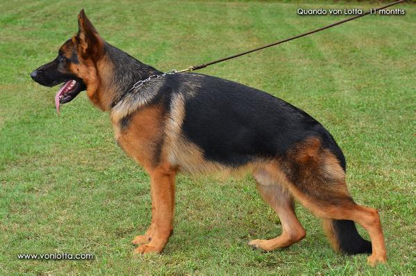 Quando von Lotta | German Shepherd Dog 