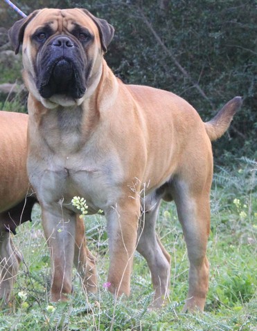 Nightfallking Ivano | Bullmastiff 