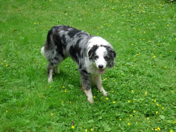 Parker Jayblue | Border Collie 