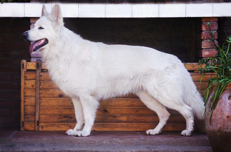 Maximus Glamour White (Mountain Wolves) | White Swiss Shepherd Dog 