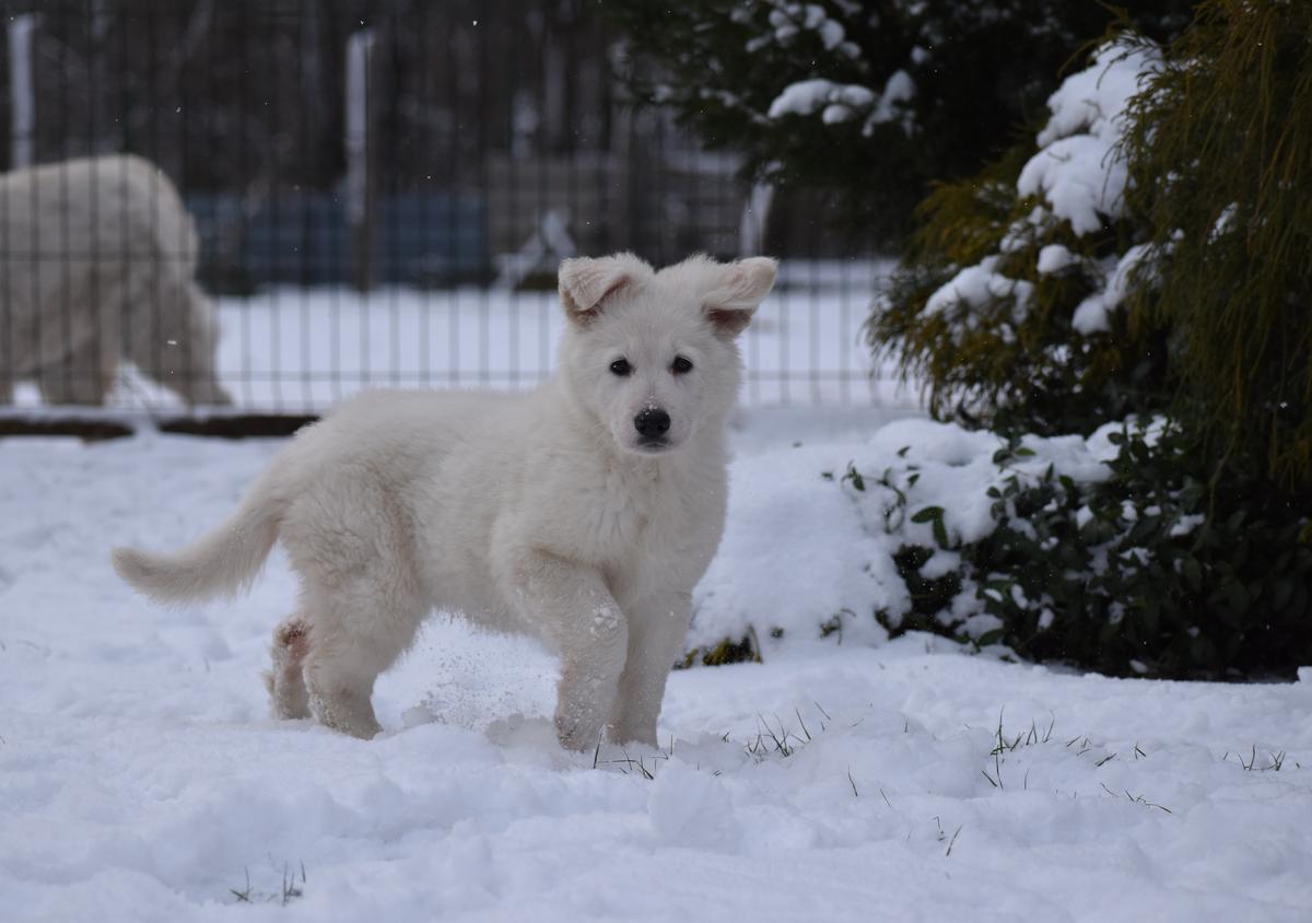 Canta Lupa (FCI) CHRISTMAS EVE | White Swiss Shepherd Dog 