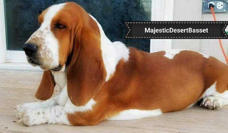 MAJESTIC'S GOT THE MOJO | Basset Hound 