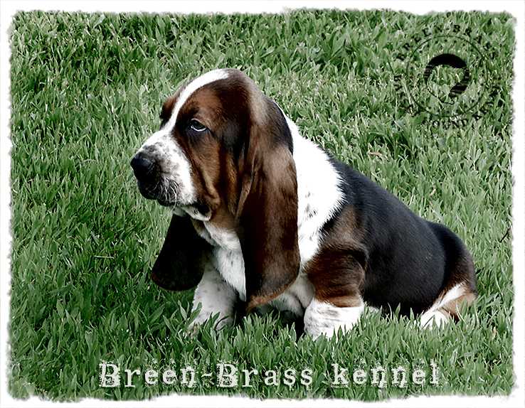 Gulliver Choco Bear Breenbrass | Basset Hound 