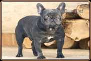 Shark Bull-Box Brutus | French Bulldog 