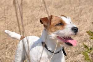 BRUKNE PETESHA | Jack Russell Terrier 