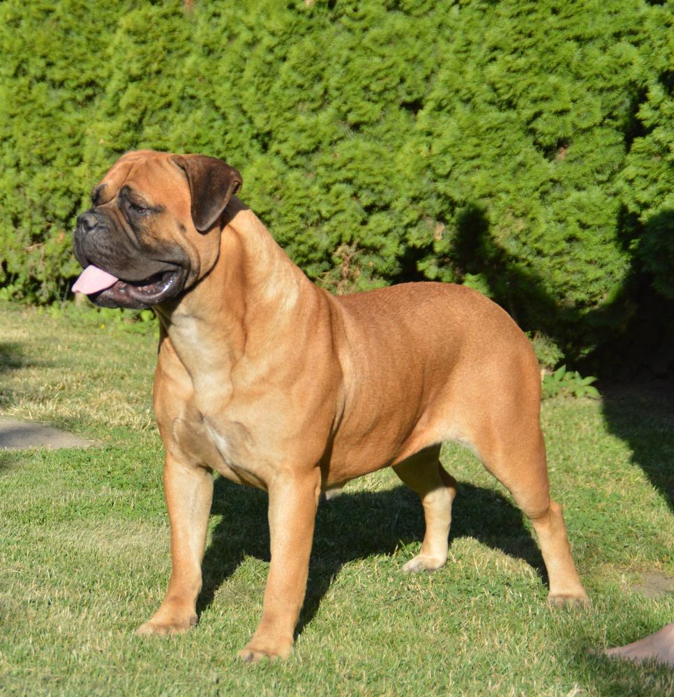 Nika Emanuilbull | Bullmastiff 