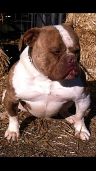 Chappell's Mocha sweet of Chappell's | American Bulldog 